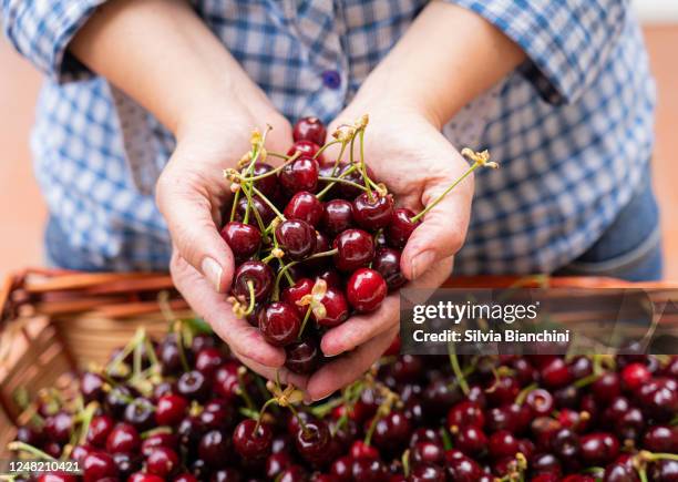 hands full of cherries - cherry stock pictures, royalty-free photos & images