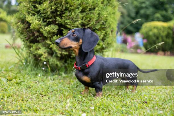 dachshund in the garden - dachshund stock pictures, royalty-free photos & images