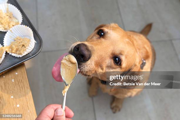 pet dog is licking spoon with peanut butter dough. - erdnussbutter stock-fotos und bilder