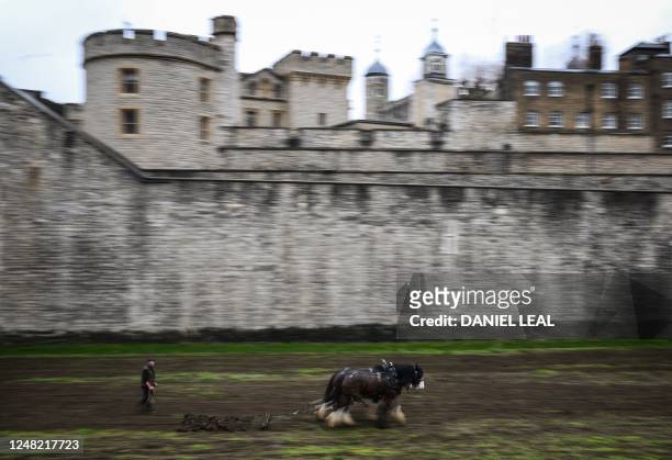 Shire Horses plough the moat at the Tower of London, in central London on March 14 in preparation for the return of the moat in bloom. - The...