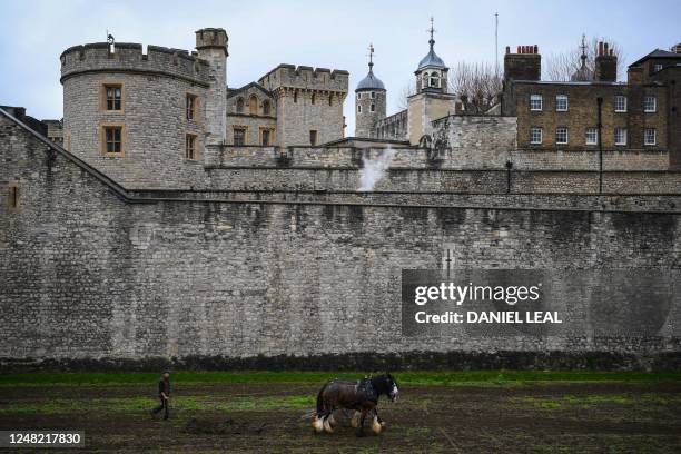 Shire Horses plough the moat at the Tower of London, in central London on March 14 in preparation for the return of the moat in bloom. - The...