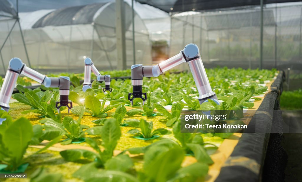 Smart farming agricultural technology and smart arm robots are harvesting hydroponics vegetables, Organic agriculture concept.