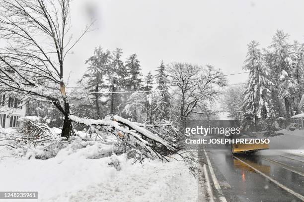 Trees are brought down by the weight of the snow in Holden, Massachusetts on March 14, 2023. - A major Nor'easter is expected to bring heavy snow and...