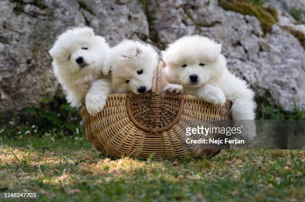 samoyed puppies - samojeed stockfoto's en -beelden