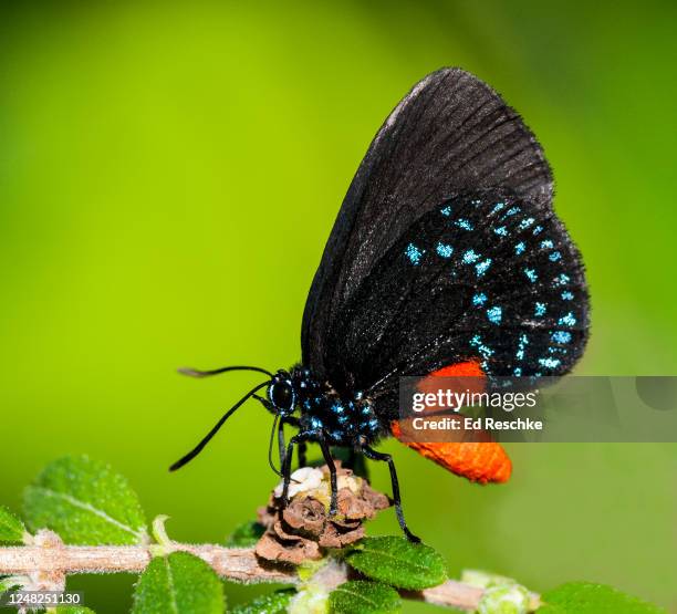 atala or coontie hairstreak butterfly (eumaeus atala) - eumaeus 個照片及圖片檔