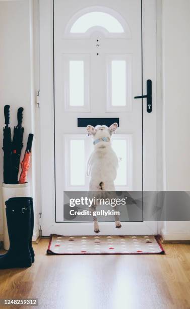 french bulldog rushing to the door for postman delivering mail - ranhura para correio imagens e fotografias de stock