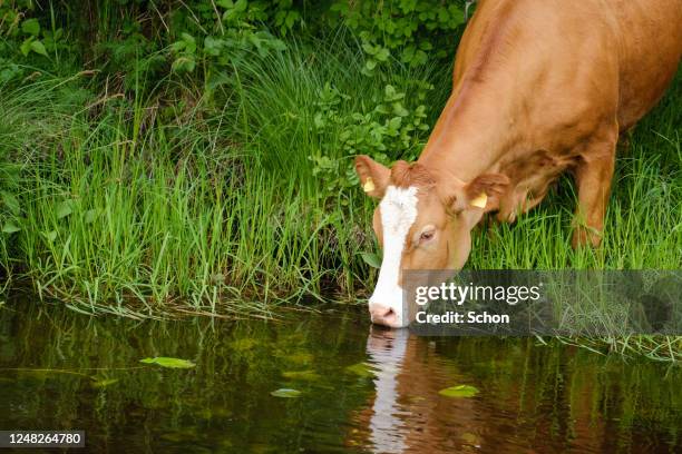 a cow drinks water in a river in the summer in daylight - cow drinking water photos et images de collection
