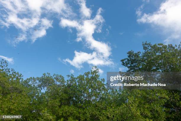 insects in the red mangrove habitat, tunas de zaza, cuba - zaza stock pictures, royalty-free photos & images