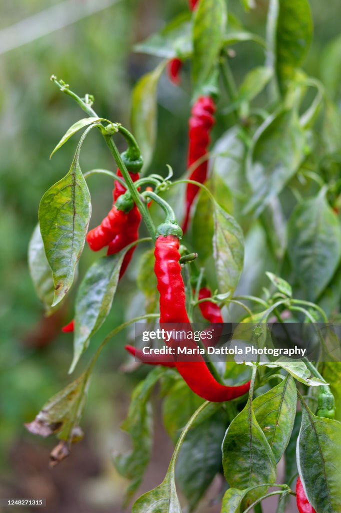 Close up of Cayenne pepper