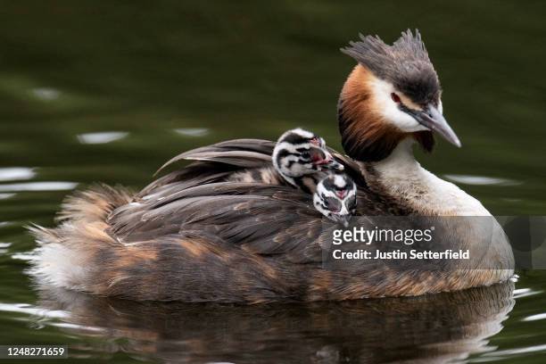 Great Crested Grebe carries its chicks in Wanstead Park on June 08, 2020 in London, England. As the British government further relaxes Covid-19...