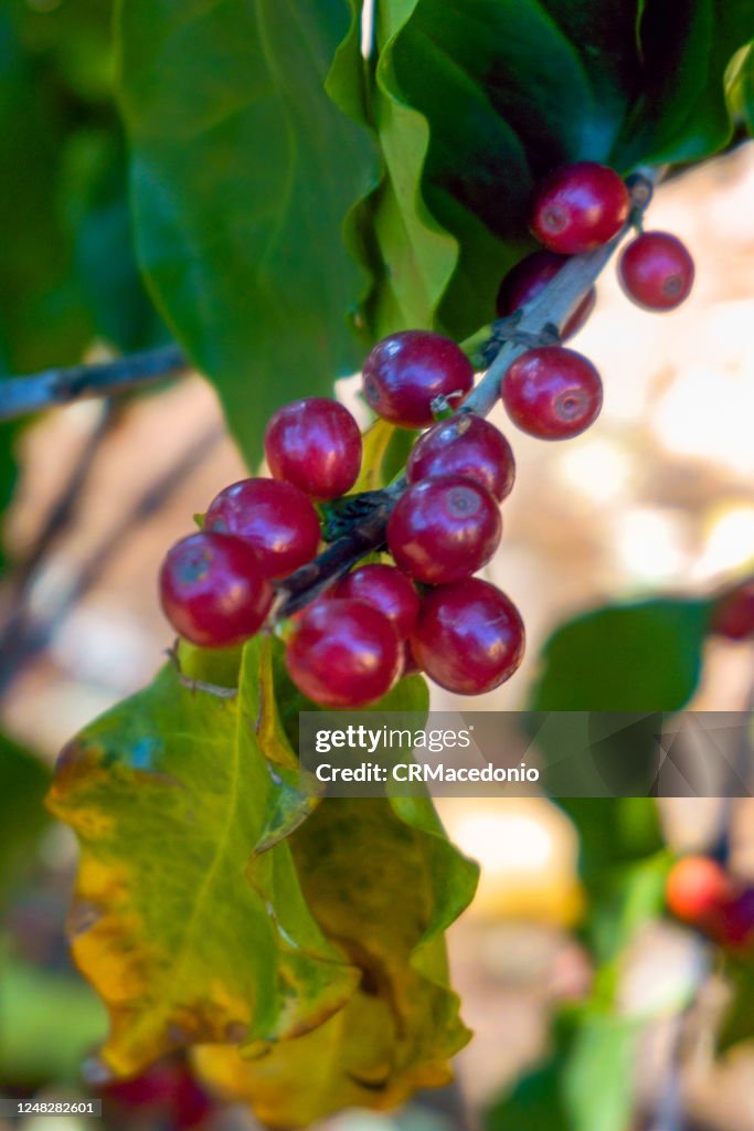 Coffea arabica berries on the bush