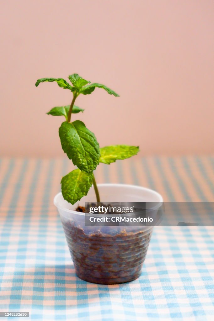 Mint seedlings in small disposable coffee cups.