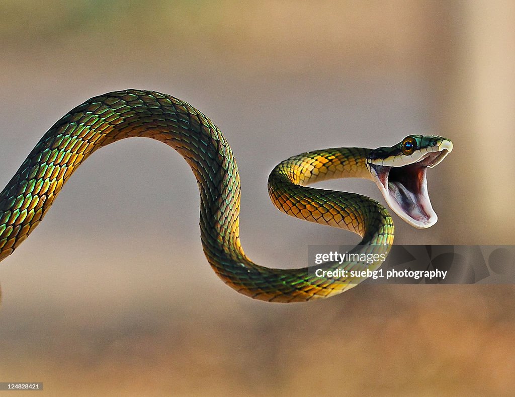 Brightly coloured parrot snake