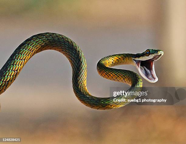 brightly coloured parrot snake - cobra imagens e fotografias de stock