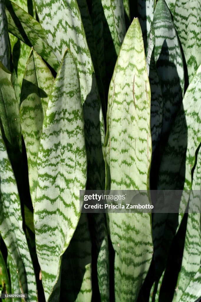 Saint George's Sword Plant - Espada-de-são-jorge (Dracaena trifasciata)