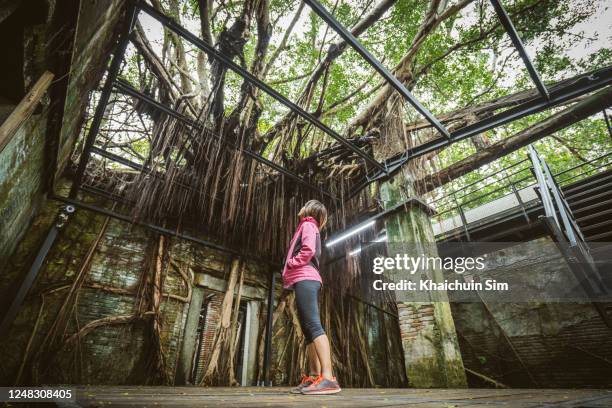 tree house covered with banyan roots and branches - tainan stock pictures, royalty-free photos & images