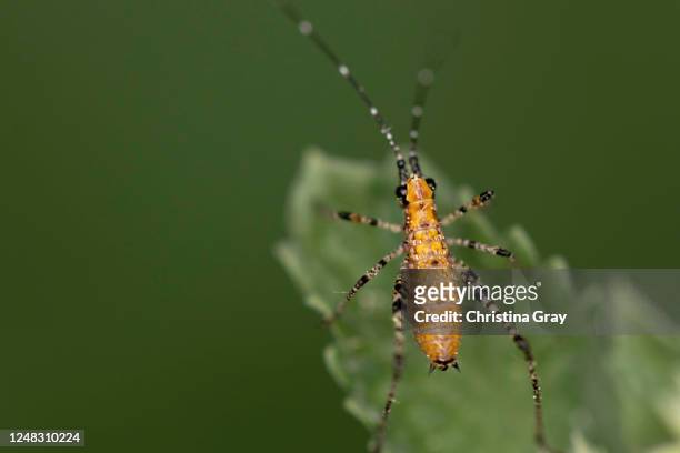 close-up juvenile assassin bug - kissing bug fotografías e imágenes de stock