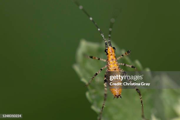 Assassin Insect Ohio Assassin Insect Photos and Premium High Res Pictures - Getty Images