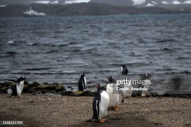 Gentoo penguins are seen as 3 highscool students test their biodegradable plastic projects developed from acorns to prevent microplastic pollution in...