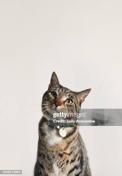 portrait of a tabby cat - hundehalsband stock-fotos und bilder