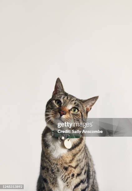 portrait of a tabby cat - tabby cat stockfoto's en -beelden