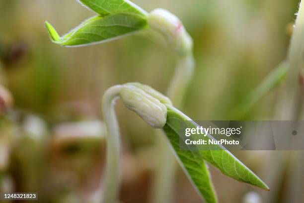 Beans sprouting in Toronto, Ontario, Canada, on March 15, 2023.