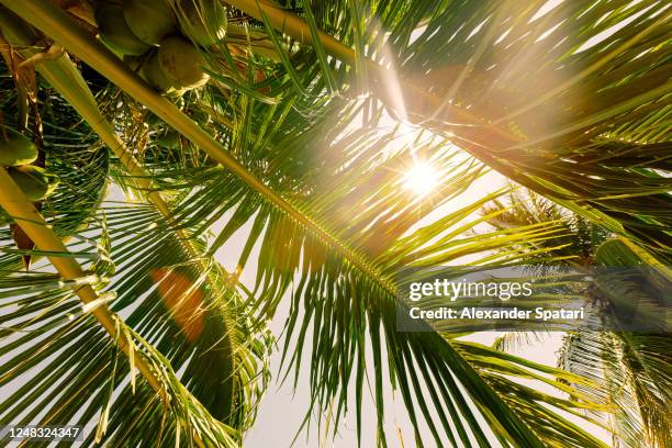 sun shining through palm tree leaves, low angle view - green coconut stock-fotos und bilder