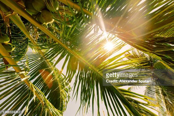 sun shining through palm tree leaves, low angle view - palm tree lights stock pictures, royalty-free photos & images