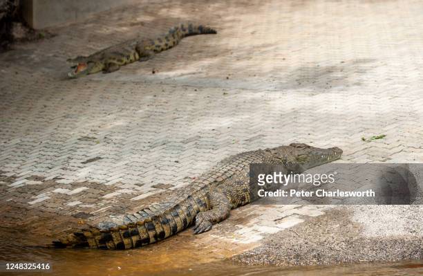 Pair of Nile crocodiles lying on a boat slipway leading into the Zambezi River.
