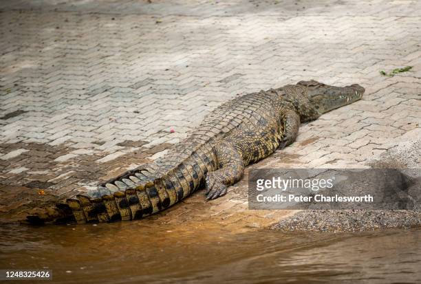 Nile crocodile lying on a boat slipway leading into the Zambezi River.
