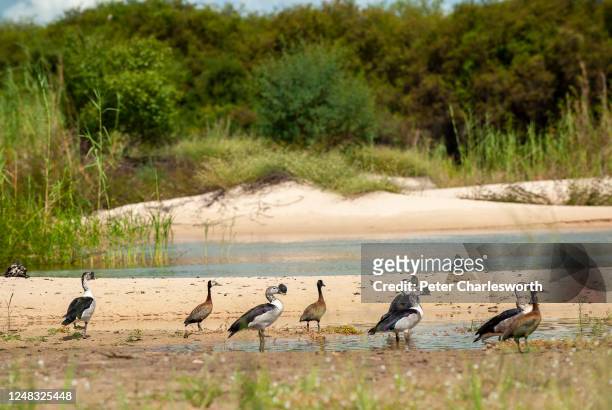 Knob-billed ducks and white-faced whistling ducks wade near a sandspit on the Zambesis River. The river here delineates the border between Namibia...