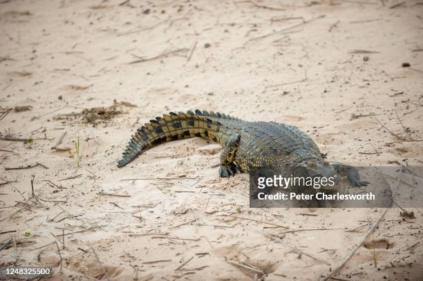 Nile crocodile lies on the bank of the Zambezi River.