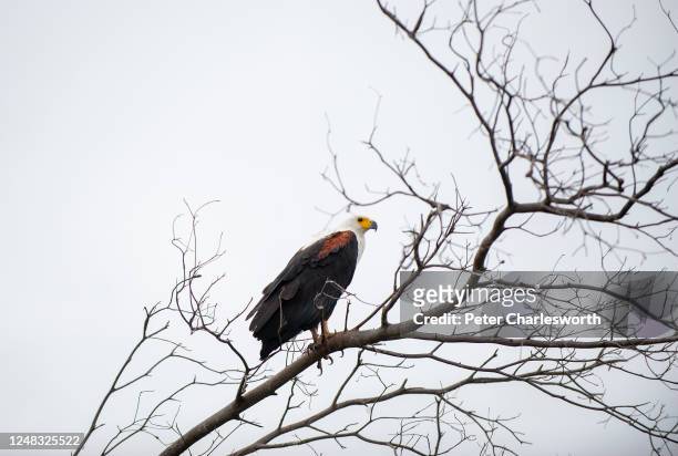 An African fish eagle or African sea eagle seen perched in a branch of a dead tree on the banks of the Zambezi River.