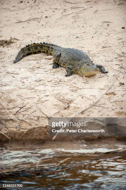 Nile crocodile lies on the bank of the Zambezi River.