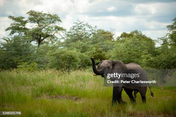 Wild African elephant roams on the grassy bank of the Kwando River on the Botswana side of the river which here delineates the border between...