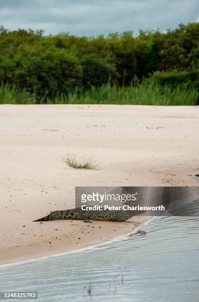 Nile crocodile slips into the Zambezi River from a sandy spit on the river bank.