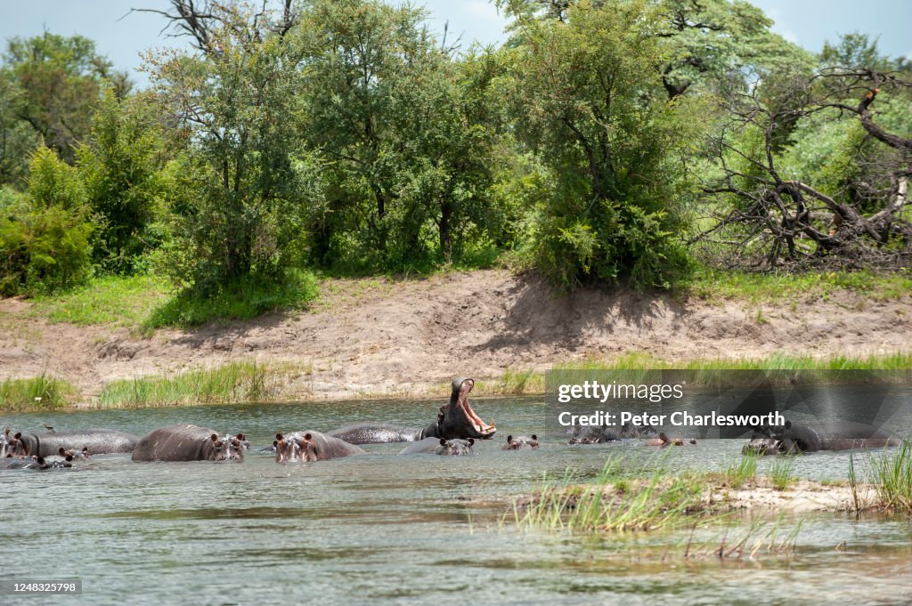 Hippopotamuses, one with its mouth wide open, in the Kwando...