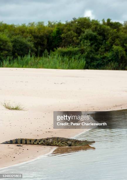 Nile crocodile slips into the Zambezi River from a sandy spit on the river bank.