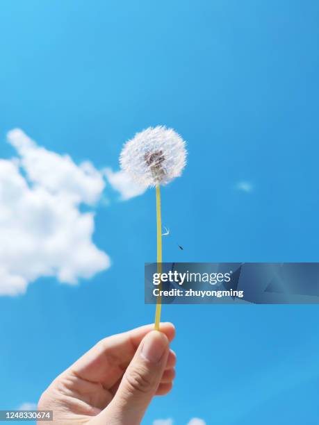 man holding a dandelion seedhead - hand holding flower stock-fotos und bilder