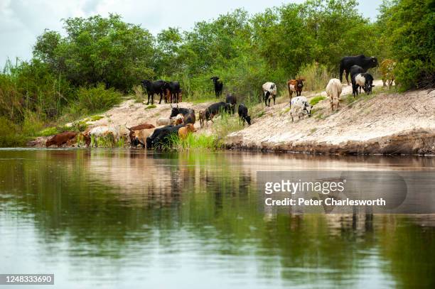 Cattle on a bank of the Zambezi River come down to drink.