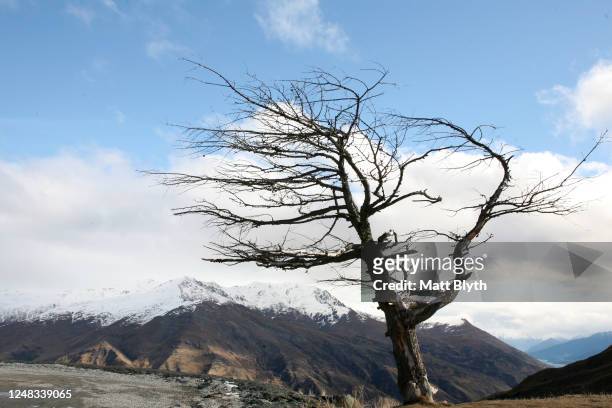 Dead tree is seen at a look-out along The Crown Range on August 28, 2009 in Queenstown, New Zealand. The Crown Range lies between Queenstown and...