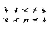 set collection seagull bird silhouette black logo icon design