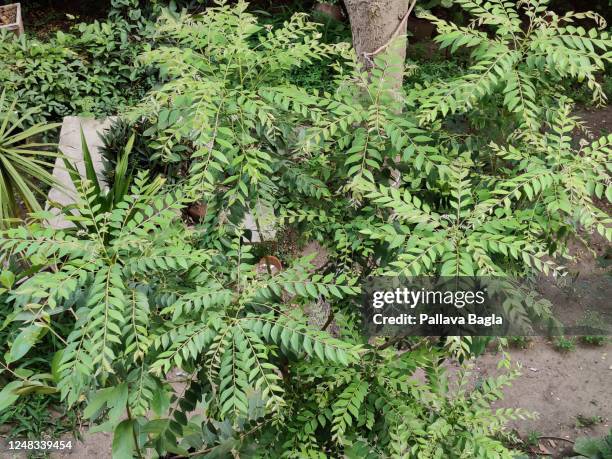 curry leaf tree, the leaves are used to savour indian foods - curry leaves stockfoto's en -beelden