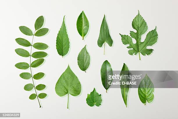 11 kinds of green leaves - twig stock pictures, royalty-free photos & images