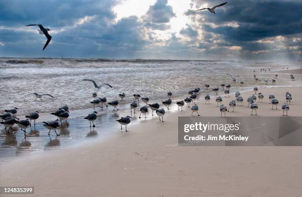 gulls at beach - gulf shores alabama stockfoto's en -beelden