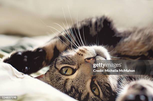 tabby cat - lying on back stock pictures, royalty-free photos & images