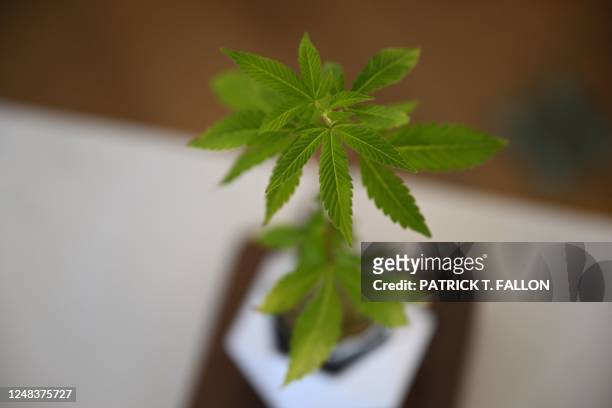 Clone Guy cannabis plant is displayed for sale at the Green Goddess Collective legal cannabis dispensary on February 15, 2023 in the Venice...