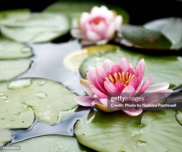 lotus flowers - nenúfar imagens e fotografias de stock