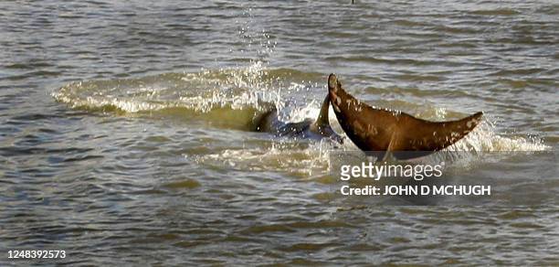 Northern bottle-nosed whale swims up the River Thames in London, 20 January 2005. The whale swam up the River Thames through London on Friday,...
