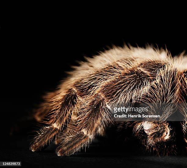 chilean rose tarantulas - theraphosa blondi stock pictures, royalty-free photos & images